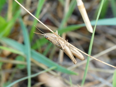 Euchorthippus elegantulus