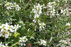 Erucaria hispanica