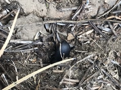 Coelocnemis dilaticollis