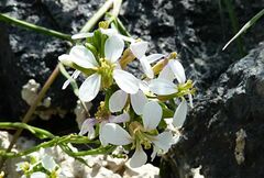 Erucaria hispanica