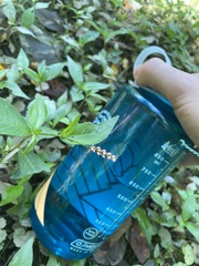 Persicaria longiseta