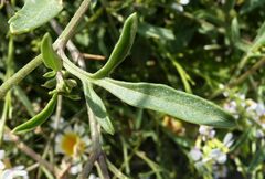 Erucaria hispanica