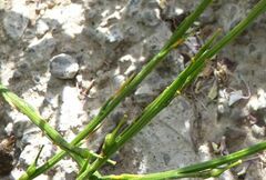 Erucaria hispanica