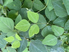 Amphicarpaea bracteata