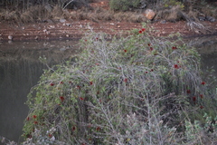 Melaleuca viminalis viminalis