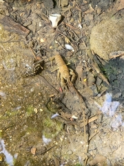 Faxonius virilis