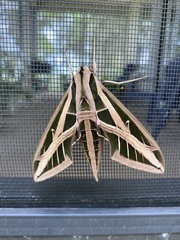 Eumorpha fasciatus