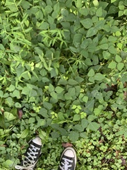 Amphicarpaea bracteata