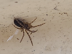 Segestria senoculata