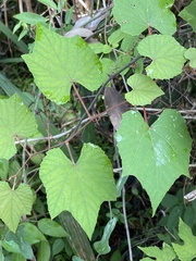 Vitis aestivalis