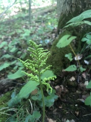 Sceptridium dissectum