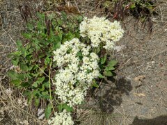 Eriogonum