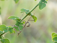 Empusa pennata