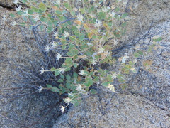 Brickellia atractyloides