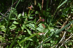 Kalmia microphylla