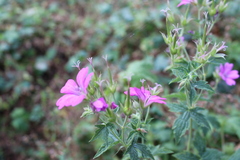 Geranium viscosissimum