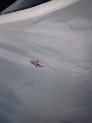 Eupithecia miserulata