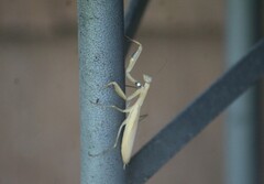 Mantis religiosa