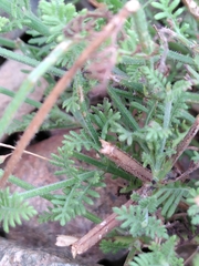 Lavandula
