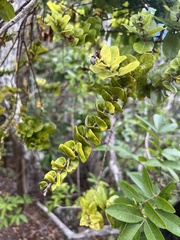 Metrosideros polymorpha