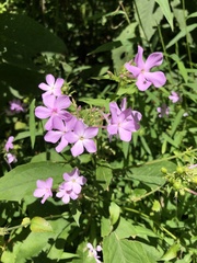 Phlox