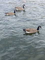 Branta canadensis