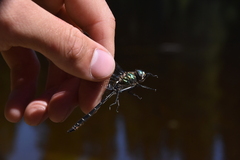 Somatochlora albicincta