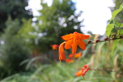 Crocosmia aurea