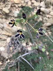 Pelargonium triste