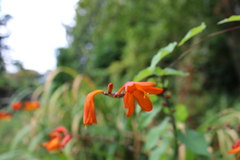 Crocosmia aurea