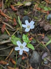 Claytonia sibirica
