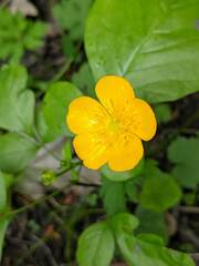 Ranunculus occidentalis