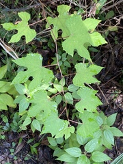 Vitis aestivalis