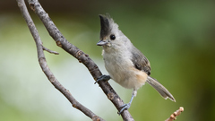 Baeolophus atricristatus