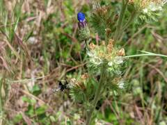 Phacelia heterophylla