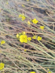 Diplotaxis tenuifolia