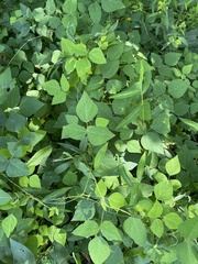 Amphicarpaea bracteata