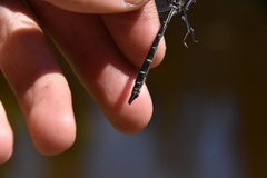 Somatochlora albicincta