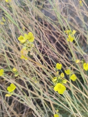 Diplotaxis tenuifolia