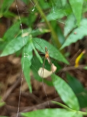Leucauge decorata