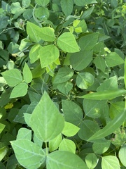 Amphicarpaea bracteata