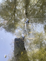 Emydidae