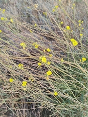 Diplotaxis tenuifolia