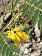 Chamaecrista fasciculata