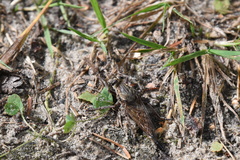 Proctacanthus milbertii