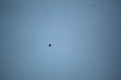 Buteo jamaicensis