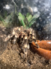 Acanthoscurria geniculata