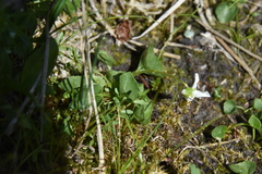 Viola macloskeyi
