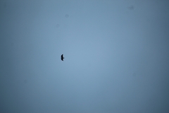 Buteo jamaicensis