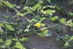 Tribulus terrestris